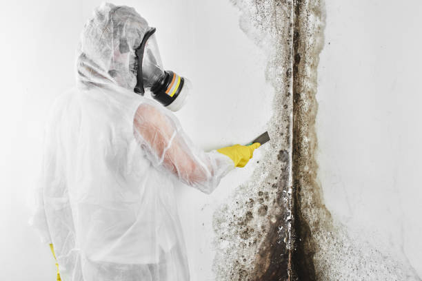 Home Mold Removal in Fairview Park, IN